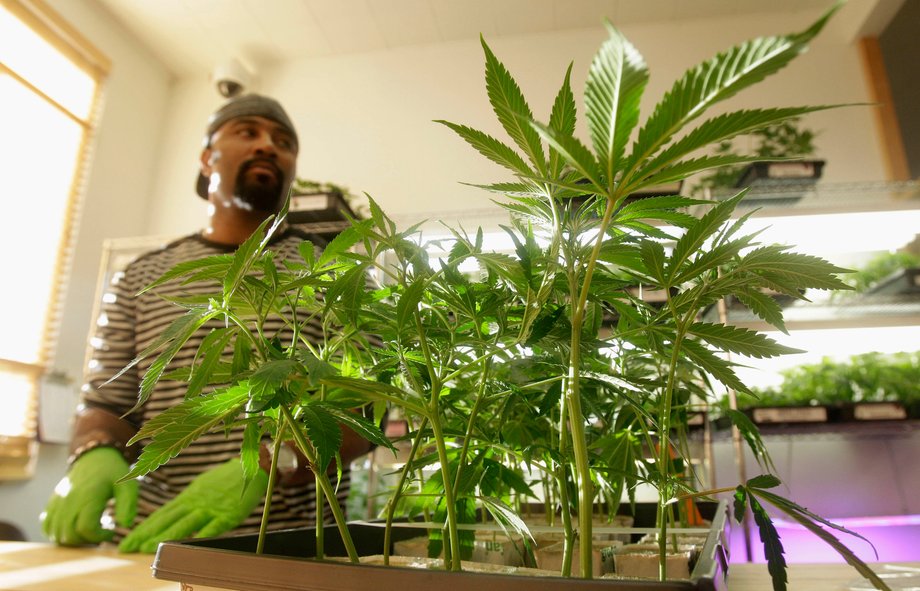 Harborside Health Center employee Gerard Barber stands behind medical-marijuana clone plants at Harborside Health Center in Oakland, California.