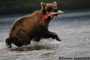 Zagadkowe zakażenie na Kamczatce. Masowo giną morskie zwierzęta