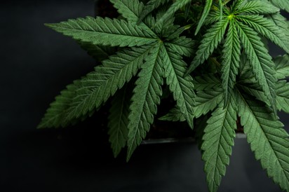 Kannabisz a rák ellen? Feltételezett előnyök, objektív hatások és mellékhatások