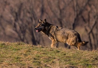 Wilki bez prawa do obrony. Rozmowa z mec. Karoliną Kuszlewicz