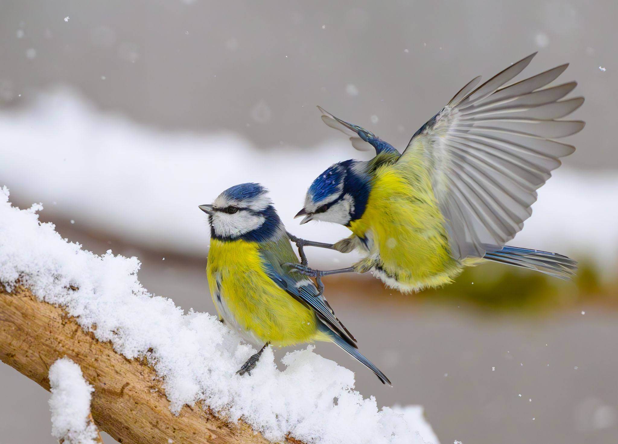 16. Vogelzählung startet: Eine Stunde im Garten hilft der Forschung