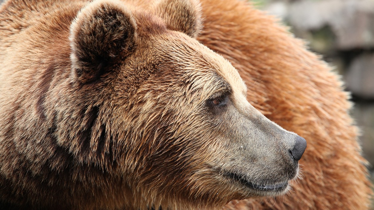 Na Urpíne sa pohybuje niekoľko medveďov. (ilustračné foto)