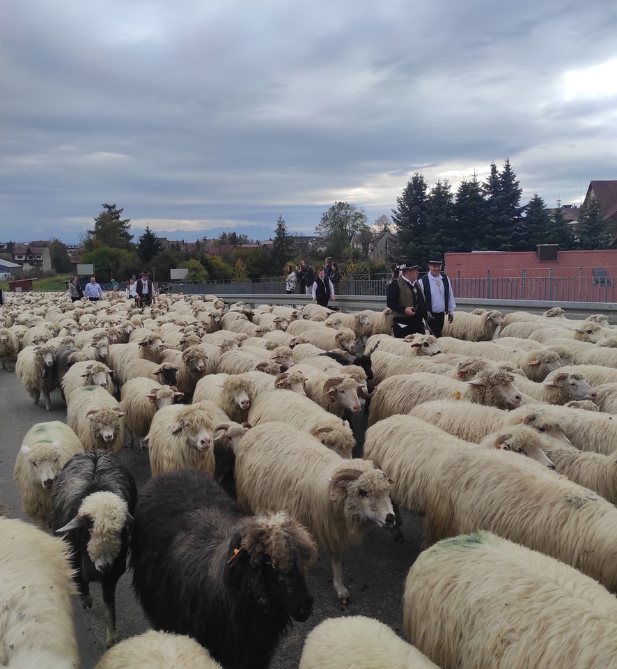 Jesienny redyk owiec przeszedł przez Nowy Targ