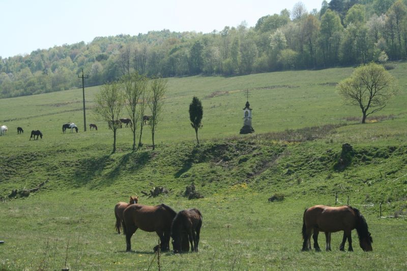 Wiosna w Beskidzie Niskim. Foto. Jędrzej Trzciński