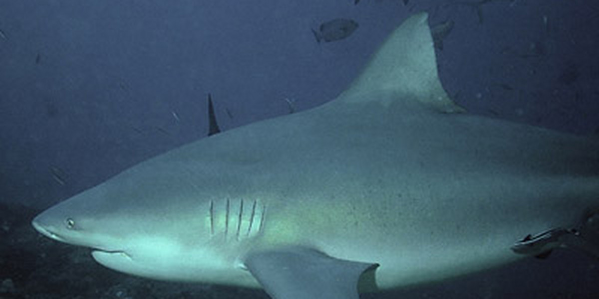Ancient bull sharks fed on their own young.