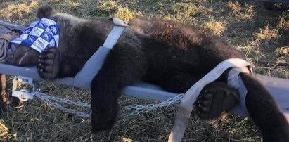 Odprawili misia do lasu. Mieszkańcy gminy Solina odetchnęli z ulgą