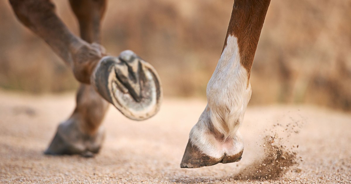 Dr. Pimple Popper Removes A 'Horse Hoof' Cyst And A Slimy Lipoma In