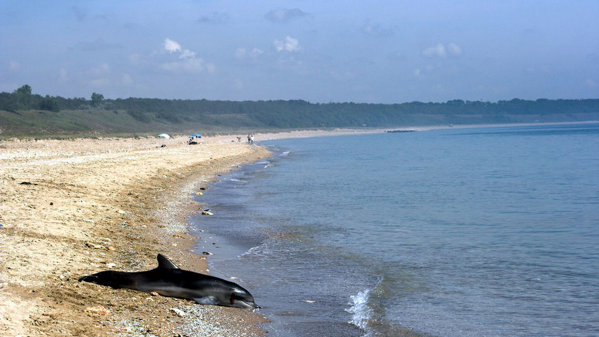 Co roku na amerykańskich plażach znajdowanych jest ponad tysiąc delfinów i waleni. Jak się okazuje, te sympatyczne ssaki najczęściej lądują na brzegu dlatego, że są głuche.