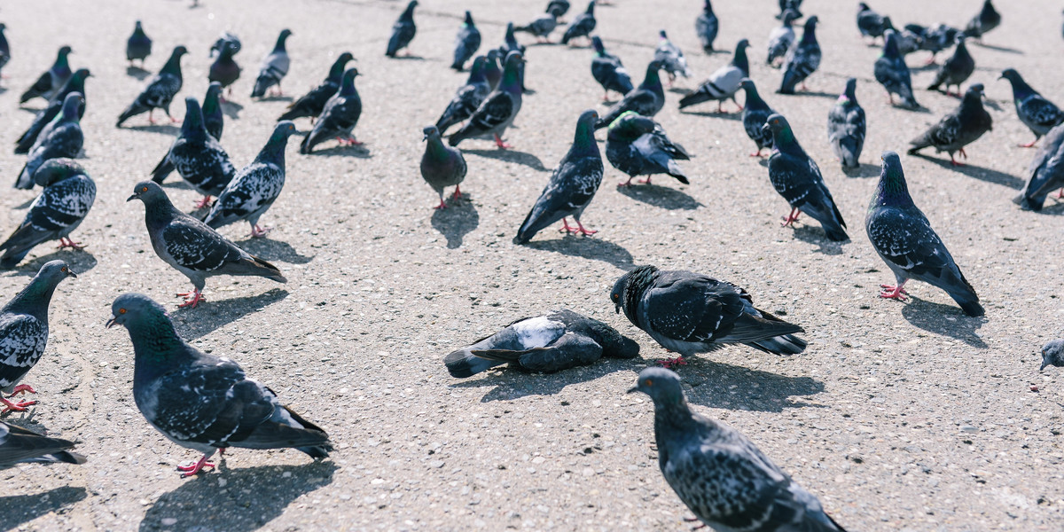 Dziesiątki martwych ptaków w Pabianicach. Makabryczna zagadka rozwiązana