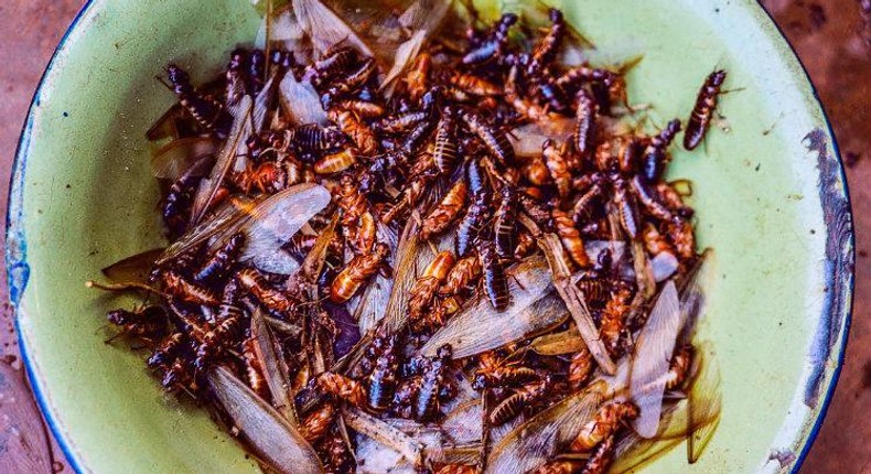 Winged termites are some of the unusual foods eaten by Nigerians 