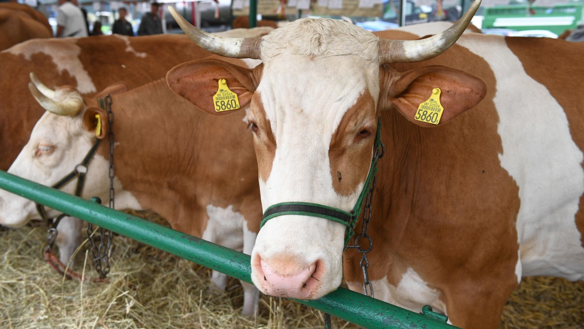 Skandal związany z ubojem chorych krów w rzeźni pod Ostrowią Mazowiecką odbija się echem za granicą. Francuskie służby sanitarne znalazły 795 kg mięsa pochodzącego od tego producenta. Minister rolnictwa tego kraju Didier Guillaume nazwał sprawę "strasznym oszustwem gospodarczym".