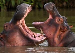 U Kolumbiji trenutno živi oko 200 nilskih konja, prema naučnim procenama | Foto: AFP vía Getty Images