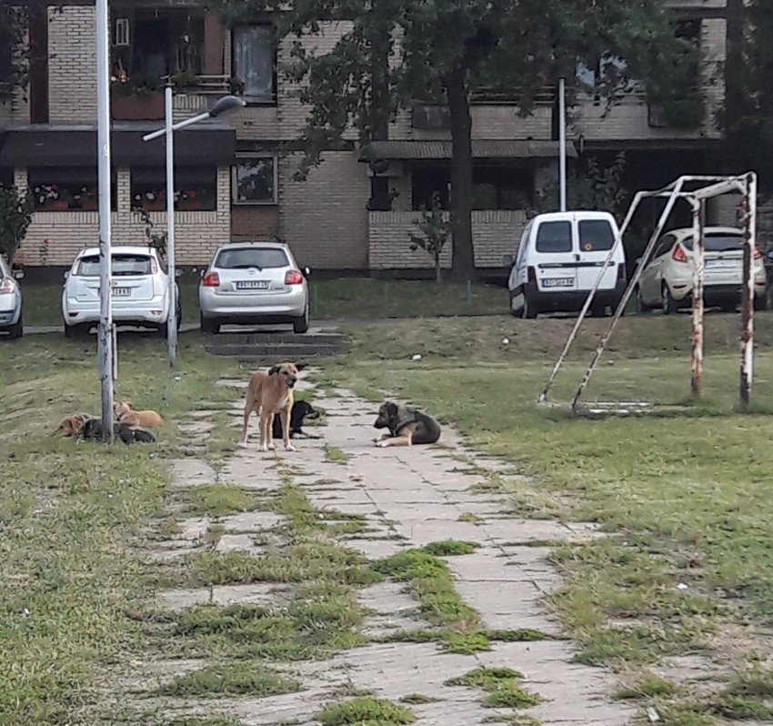 Pasa lutalica ima po mnogim naslejima