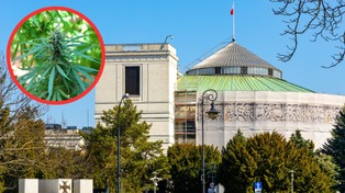 Legalizacja marihuany w Polsce: 15 g suszu i jedna roślina. Sejm zdecyduje