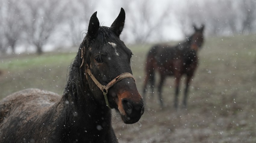 Tri prekrasna konja galopirala u Čačku