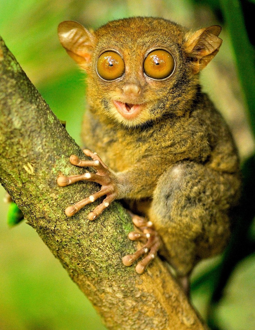 Ove životinje su poznate po svojim ogromnim očima nasuprot malecnog tela