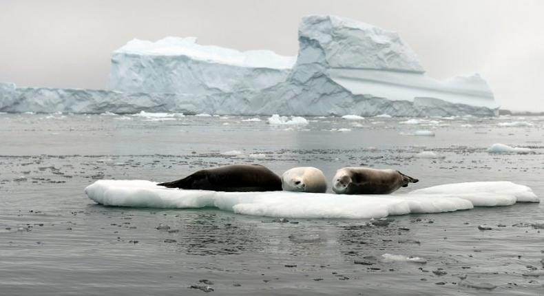 Attempts to create marine sanctuaries in the Antarctic have been repeatedly blocked due to a lack of consensus