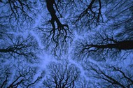 Looking up into leafless canopy in the winter showing crown shyness, blue hour, Jasmund National Par