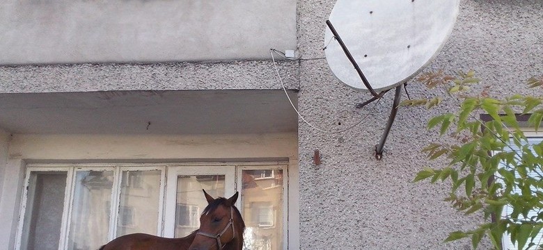 Koń na balkonie? Takie rzeczy tylko w Grajewie. Zobacz ZDJĘCIE