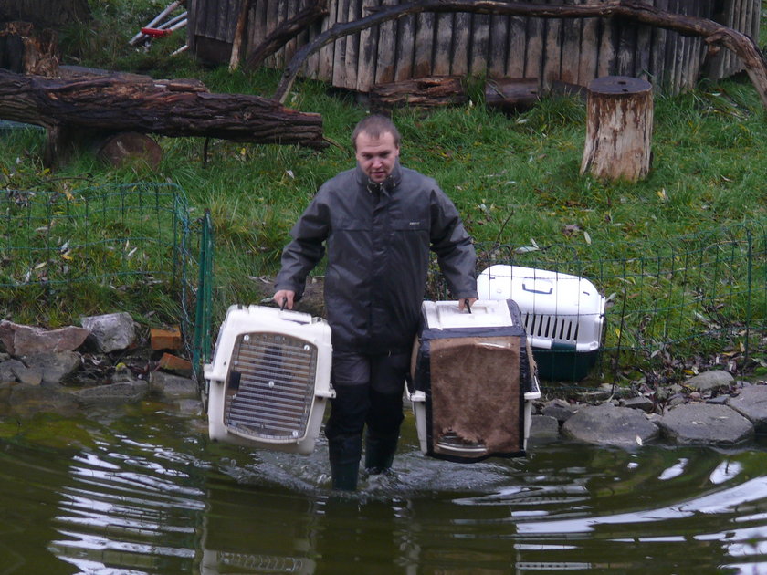 Wielka przeprowadzka lemurów