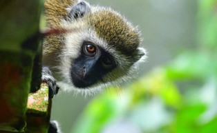 Ciężkie przypadki COVID będzie można badać na małpach