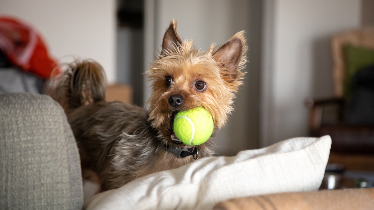 Pas zbog teniske loptice ostao bez 10 zuba