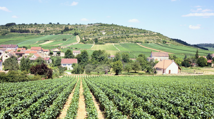 Burgundia szőlőtőkéi is veszélyben vannak / Fotó: Northfoto