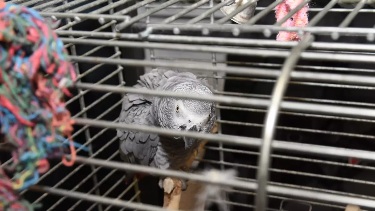 Papuga Żako znaleziona w bagażniku auta przez Straż Graniczną