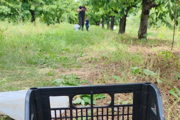"PRVA BERBA" Pevač pokazao imanje nadomak Beograda: Odveo sina u voćnjak, pa pokazao kako je rodila trešnja (Foto)