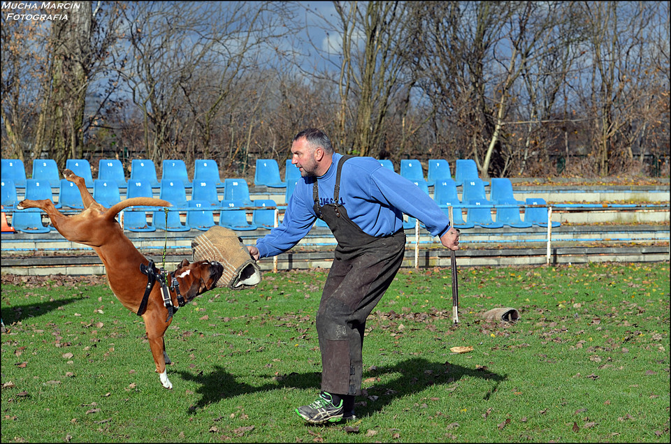 Trening w szkole Hitt Dog, Jacek Lewkowicz i Rocky