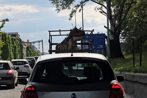 (VIDEO) ŠOKANTAN PRIZOR U NOVOM SADU Ljudi u čudu gledali šta je u prikolici automobila