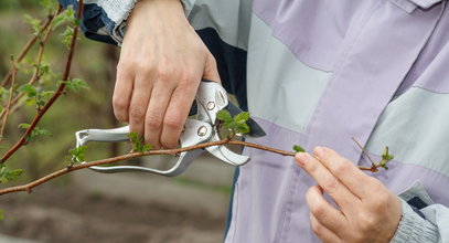 Uprawiasz te krzewy na działce? Wykonaj te dwie czynności, żeby obrodziły owocami