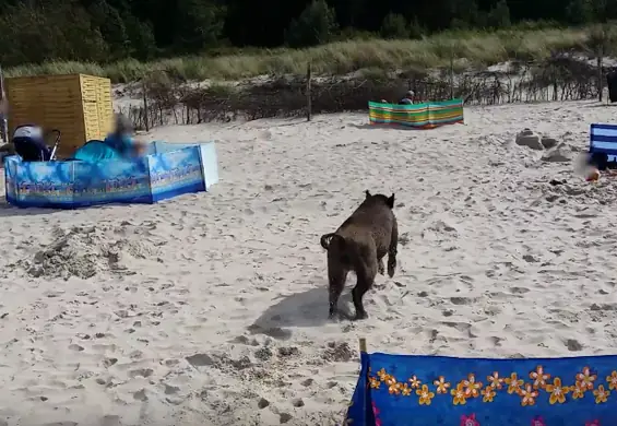 Niecodzienna sytuacja na plaży w Karwi: zagubiony dzik poturbował ludzi