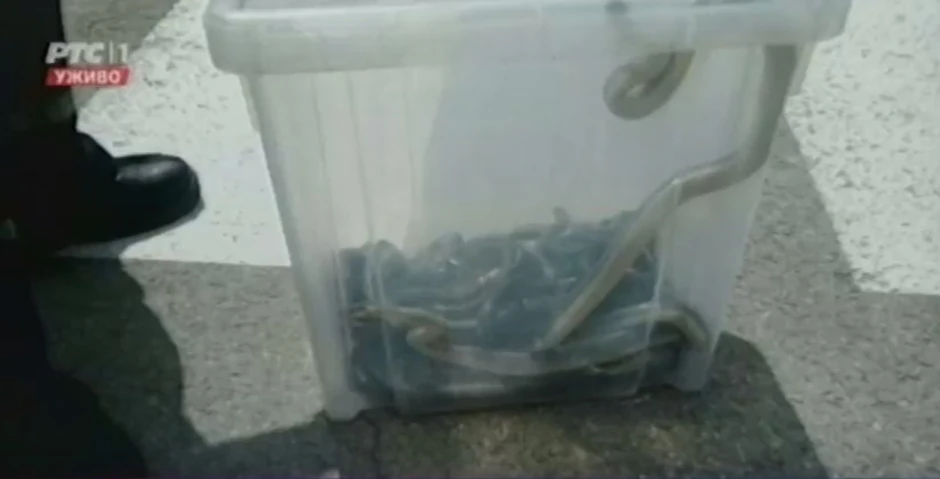 Zmije koje su uhvatili radnici "Veterine"