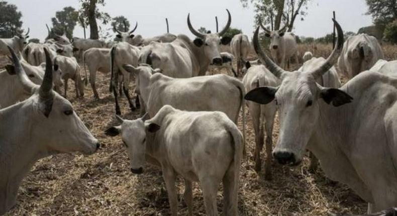 Boosting herders, national prosperity through RUGA  [NAN]