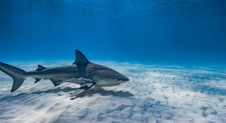 A bull shark swimming on a sandy bottom of the Caribbean Sea.Alexis Rosenfeld/Getty Images