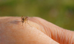 Dlaczego komary latają zazwyczaj koło głowy i uszu? Eksperci wyjaśniają