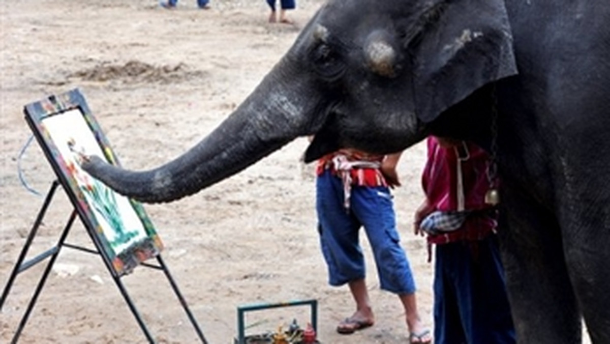 THAILAND - ELEPHANT - TOURISM