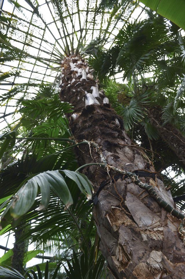 Palma przebiła dach palmiarni w Parku Oliwskim