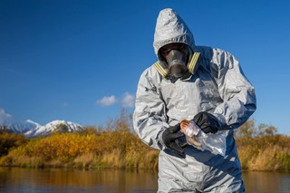Martwe foki i ośmiornice. Ekolodzy zaniepokojeni skażeniem na Kamczatce, przyczyny nie są znane