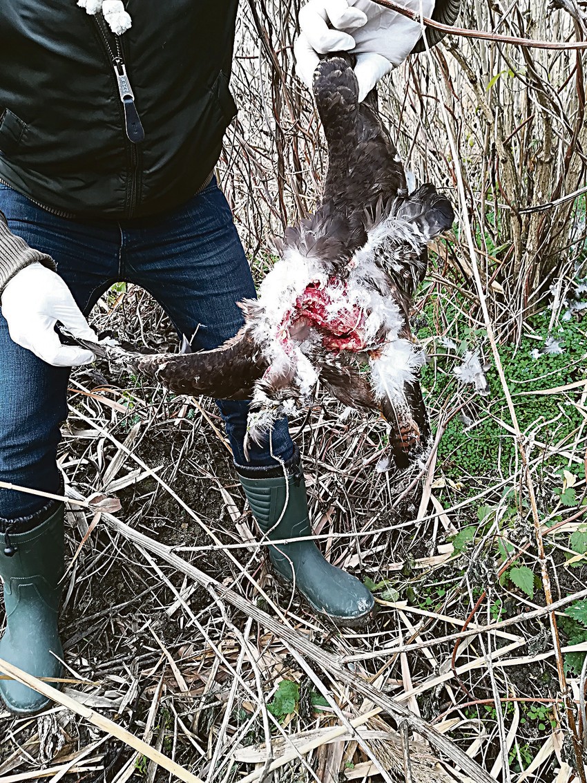 Orlovi su izuzetno ugrožena vrsta, a u Srbiji živi samo jedan par krstaša