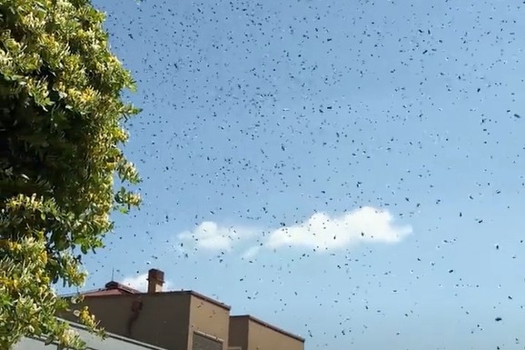 (FOTO, VIDEO) NAJEZDA PČELA NA DEDINJU Ogroman roj prekrio nebo, Beograđanka se zatvorila u kuću: "Pojavile su se odjednom"