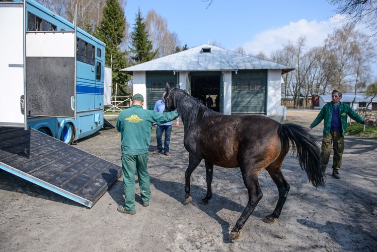 Shirley Watts wywozi konie