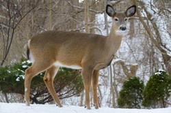 Zabił sarnę nożem, "zwierzę wyło z bólu". Myśliwy został skazany