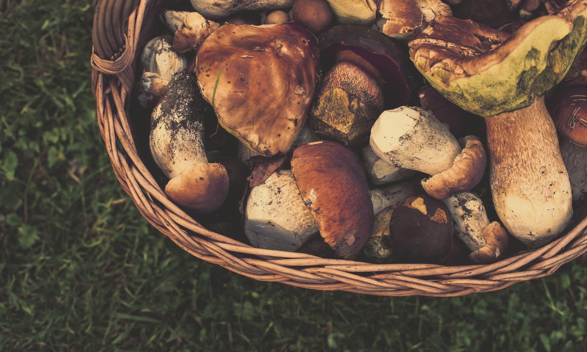 Zatrzymali ich z 36 kg grzybów. Posypały się mandaty. "To absurd"