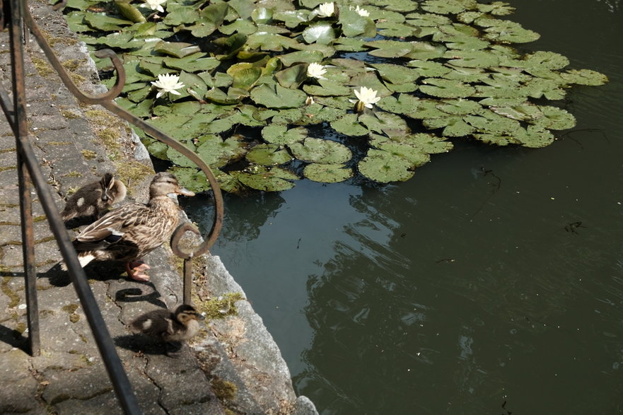 Arboretum w Wojsławicach