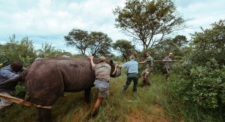 A conservationist was killed in Rwanda by a black rhino while working to reintroduce the animals