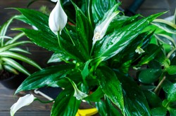 Wystarczą trzy łyżki tych ziaren i woda. Skrzydłokwiat w mig wypuści kwiaty