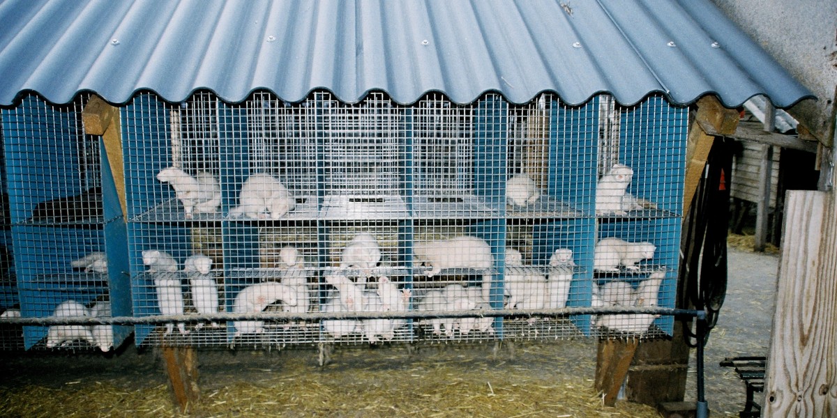 Zwierzęta futerkowe. Zdjęcie ilustracyjne.