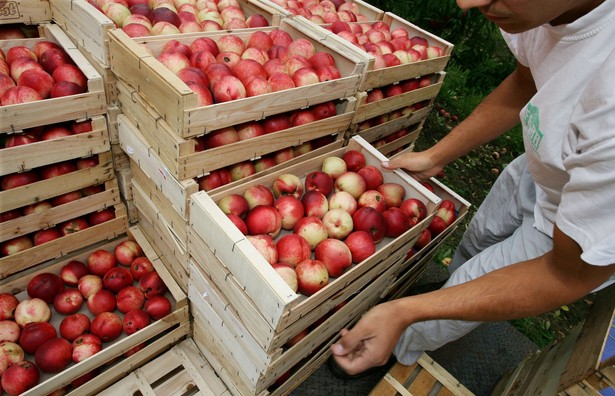 Nadwyżka w handlu produktami rolno-spożywczymi w pierwszej połowie 2011 roku wyniesie ok. 1,4 mld euro wobec nadwyżki w całym bieżącym roku, która powinna wynieść 2,4 mld euro - ocenia w opublikowanym w piątek raporcie Instytut Ekonomiki Rolnictwa i Gospodarki Żywnościowej. Fot. Bloomberg